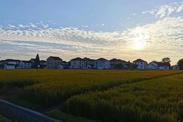 美丽乡村商榻之源金泽镇王港村20220915