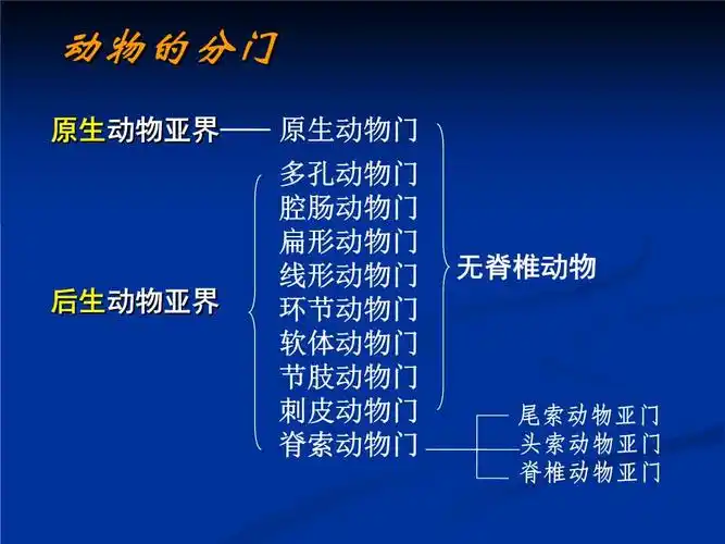 奥赛————动物的分门.ppt