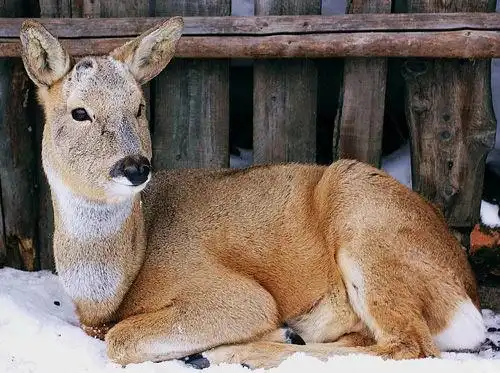 傻狍子成大众萌物 眼神呆萌完爆羊驼