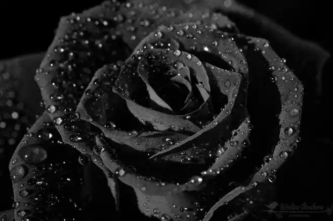 黑-花瓣网|陪你做生活的设计师 | 黑玫瑰73