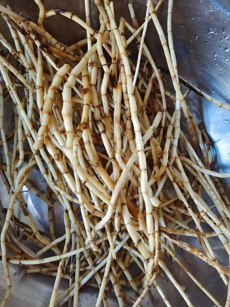 毛草根儿,黄黄苗儿根.风干物燥,去去火,排排毒. - 抖音