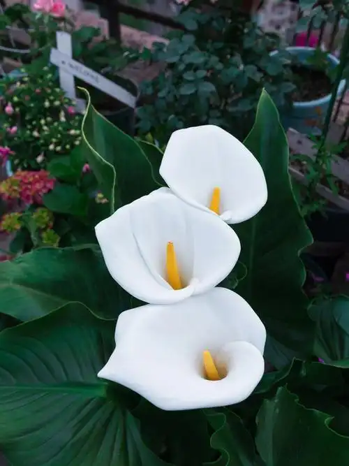 摄影日记一生一世马蹄莲见者有份