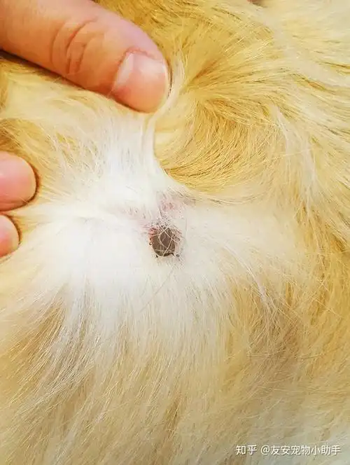 犬猫体外寄生虫—蜱虫(人畜共患疾病)