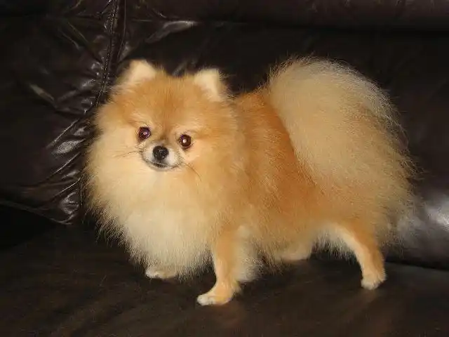 这是什么品种的狗 狐狸犬吗