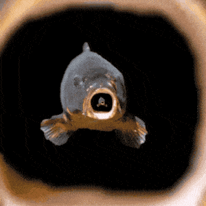 300_300gif 动态图 动图