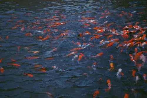 追逐饼干的红鲤鱼