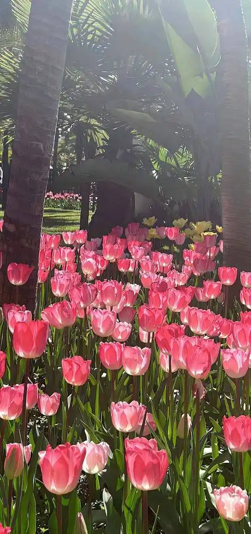 壁纸|粉色少女心锁屏壁纸套图 676767