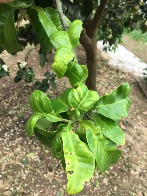 农村老家多年的柚子树长出的叶子小,卷,有点黄是什么病,用什么药