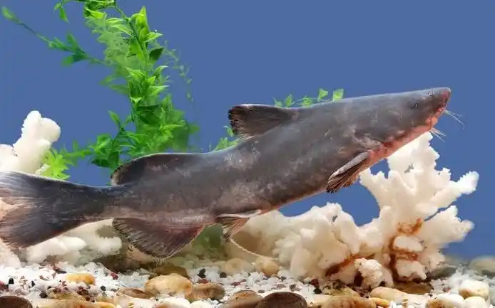 如何区别鮰鱼与鲶鱼-全民百科