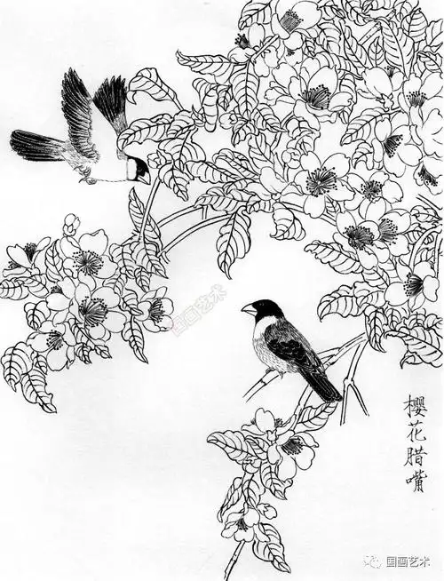春天来了,欣赏一组白描花鸟画稿!
