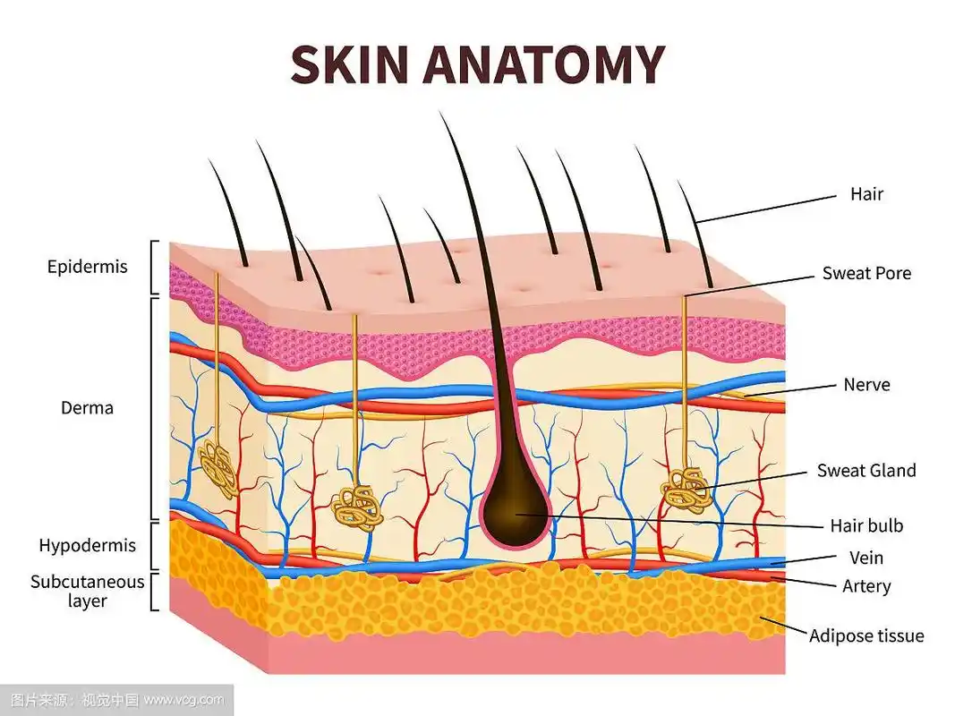 人类皮肤有层状表皮和毛囊