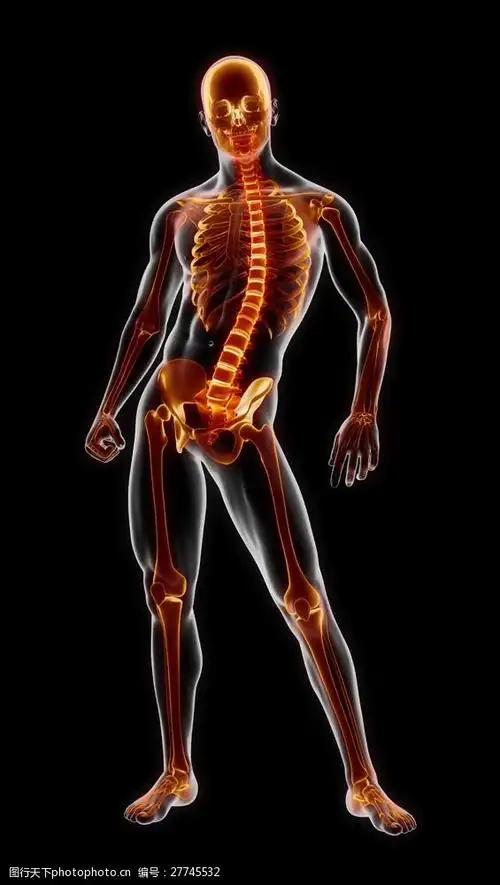 男性人体骨架骨骼图片