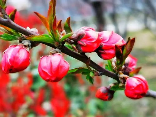 桃梅盛开花正红