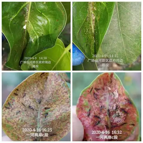 龙华区城市管理和综合执法局关于榕管蓟马消杀工作专题汇报