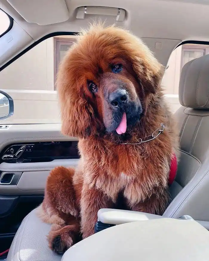 人们上传了许多有趣可爱的藏獒照片它们确实是最温和的大藏獒