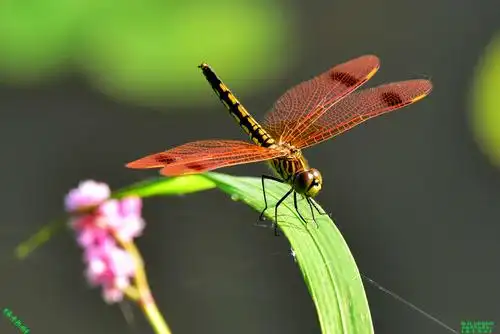 豪哥街拍#——池塘边邂逅漂亮的小可爱——红蜻蜓——没想到一瞬妓