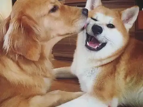 柴犬哥哥太矜持,经过金毛妹妹主动撩拨,终于开窍,网友笑翻了