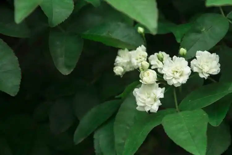川大植物志春季蔷薇科群花赏鉴