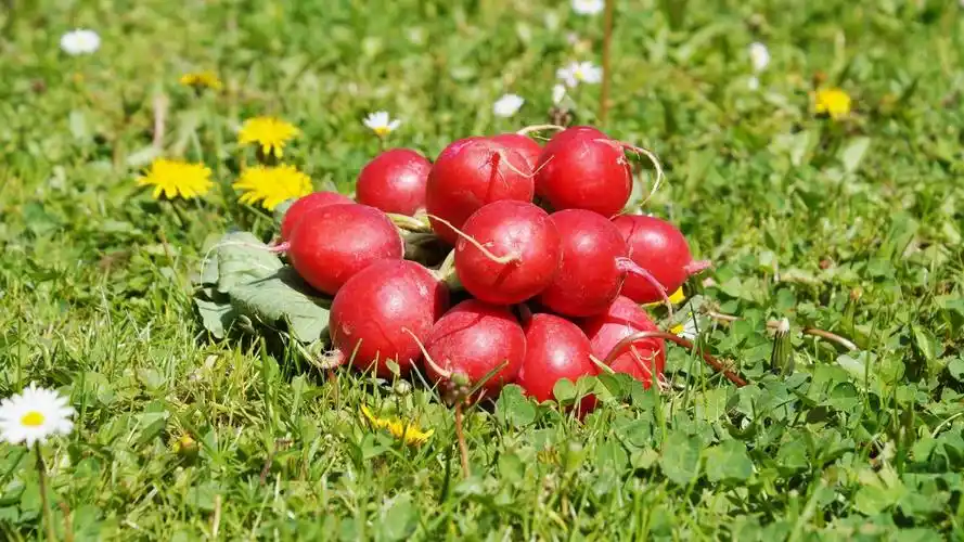 蔬菜红萝卜图片-花卉壁纸-高清花卉图片-第5图-娟娟壁纸