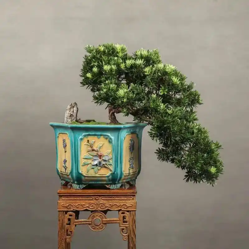 日本原生菊花罗汉松大盆景纯手工老石湾盆