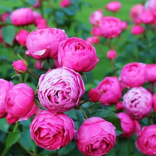 爱种花的王大爷月季艾拉绒球精品v16盆栽苗四季