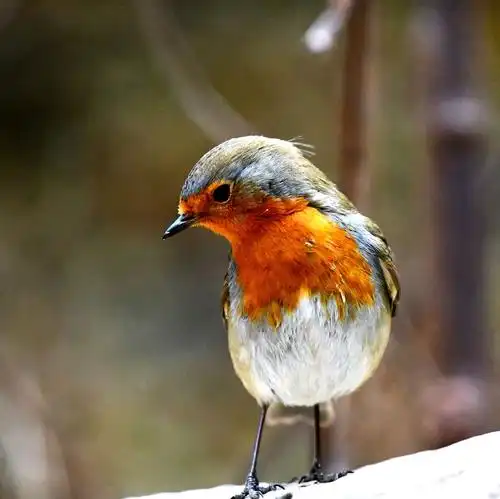 知更鸟…被称为英国国鸟,在迁徒非洲越冬,经北京的鸟儿算迷鸟,时隔4年