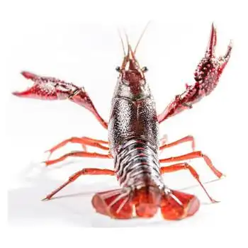 【鲜活】乐食港 鲜活清水小龙虾大号 麻辣小龙虾活虾 6-8钱(3斤)40-48