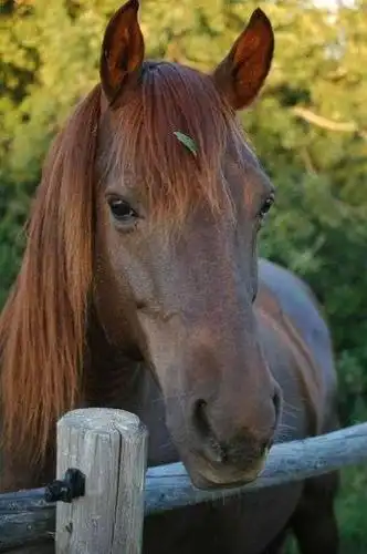 马脸特写大鼻孔显呆萌_高清图集_新浪网