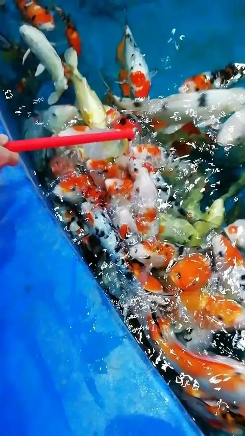 可爱的奶嘴鱼,太漂亮了