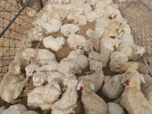 多图→鄂托克旗牧民喜接小羊羔40余万只!_政务_澎湃新闻-the paper