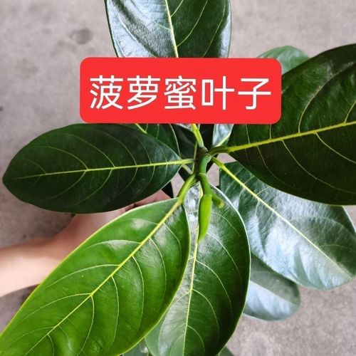 菠萝蜜叶子可喂虫子素背冠脉最爱喂兔子新鲜树叶可做垫叶做叶贴用