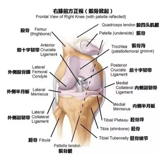 膝盖的养护(一)