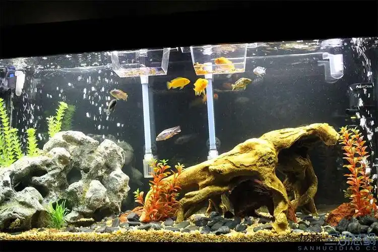 三湖窄缸造景 - 三湖慈鲷玩家 - 龙巅三湖慈鲷