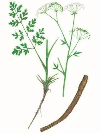 祛风散寒,胜湿止痛:防风,白芷