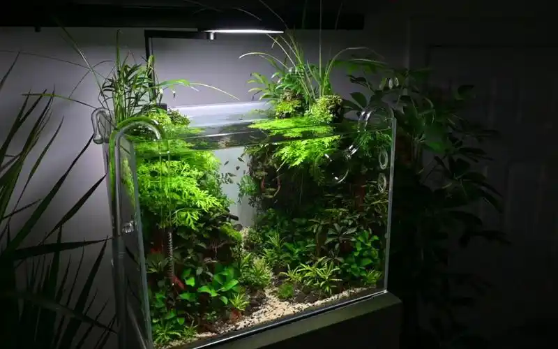 草缸小草缸造景