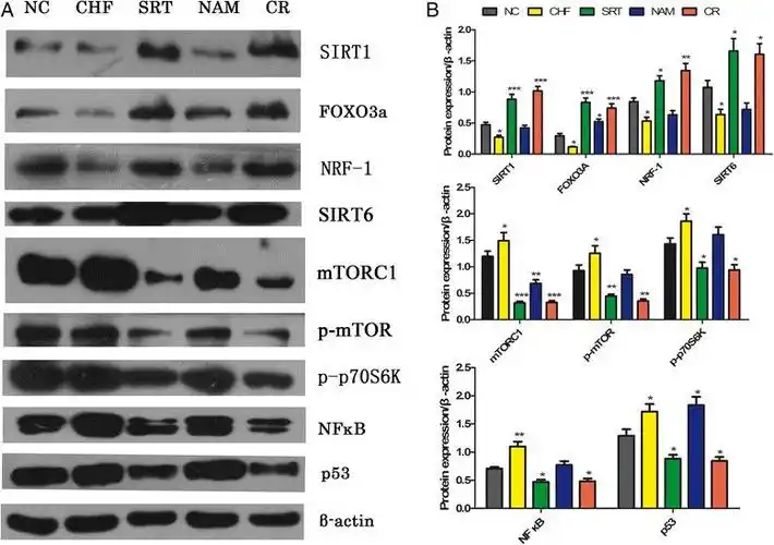 sirt1 activator (srt1720) improves the follicle
