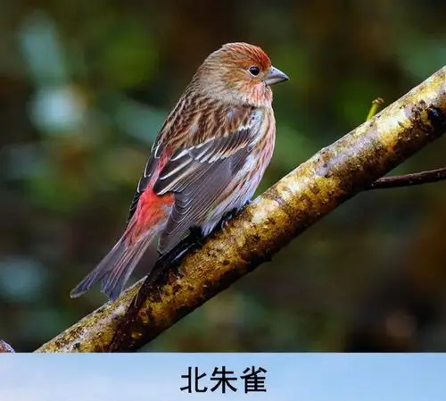 看图识鸟 (29) 雀之三