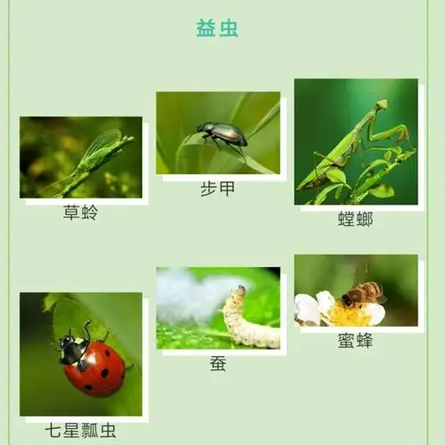 远离疫情,走进春天—《春天里的昆虫》 写美篇昆虫里的益虫和害虫