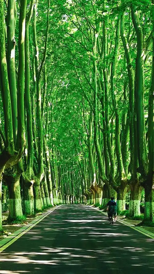 南京灵谷寺路的法国梧桐树夏日的清晨