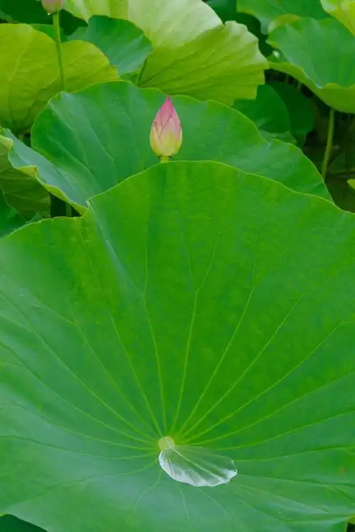 荷叶早枯是什么原因造成的