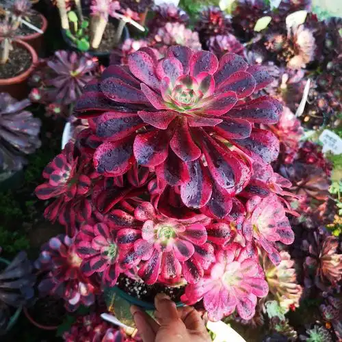 美杜莎多肉法师一物一拍多肉植物