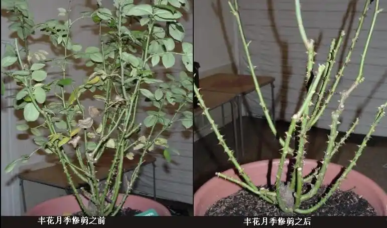 月季修剪图解