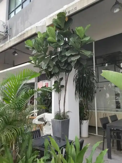 5种"大叶树",叶片绿油油,室内养一盆,既养眼又净化空气