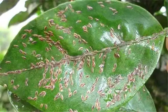 介壳虫:抗药能力强的害虫(生殖能力很旺盛)