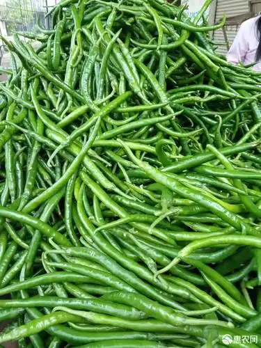 现有,尖椒,线椒,青皮