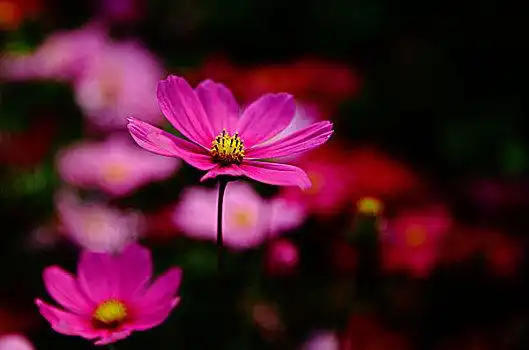 粉色小花图片_粉色小花图片大全_粉色小花图片下载