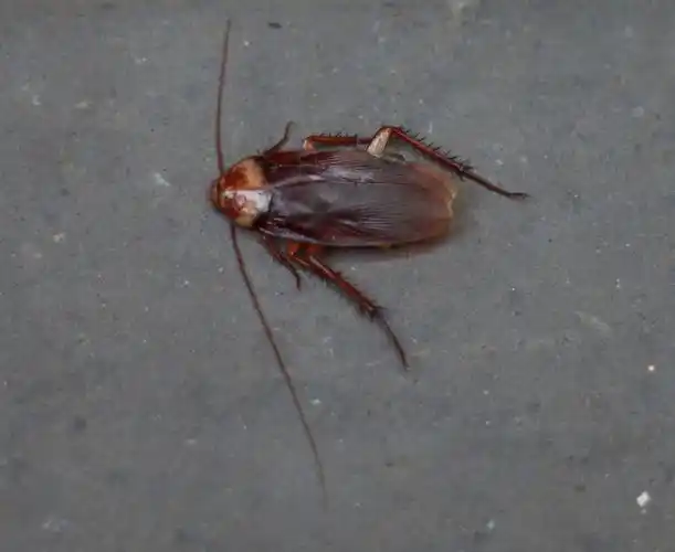 这是什么虫子?是小强吗?身长4cm左右,须子长5cm左右!刚照了四张照片!