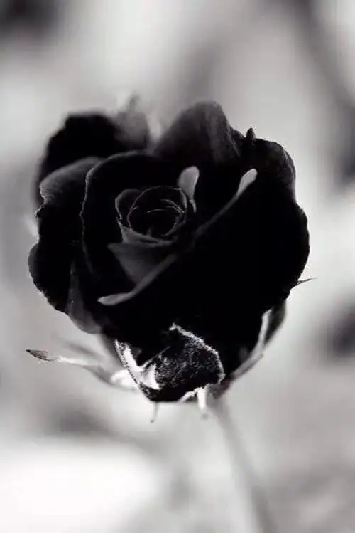 个性黑玫瑰,图片大全,高清,图库-回车桌面