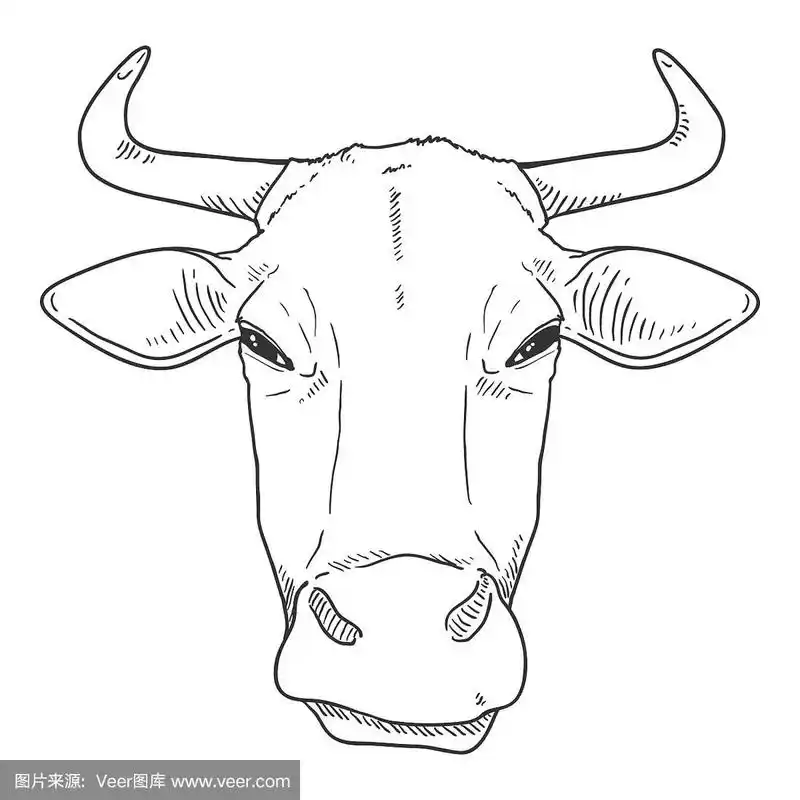 素描牛的头.向量牛插图