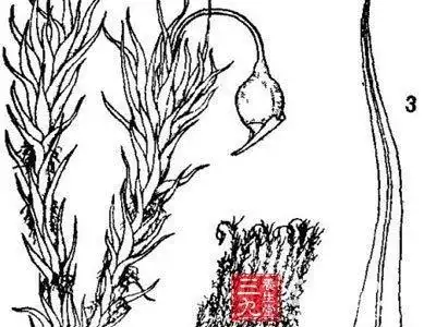 岩石上的青苔简笔画怎么画